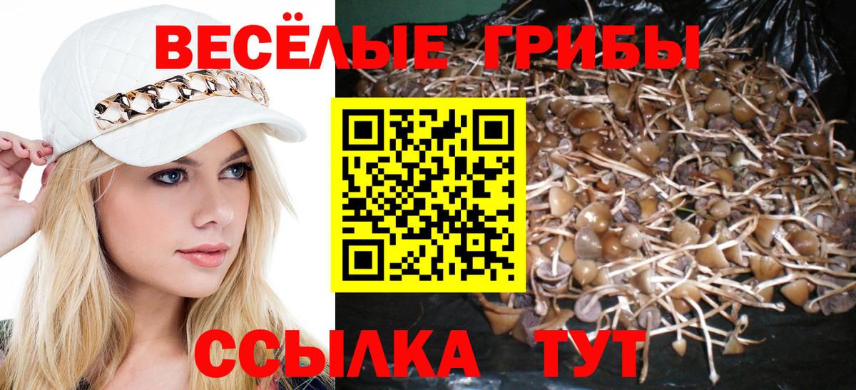Галлюциногенные грибы Psilocybe Новоалександровск