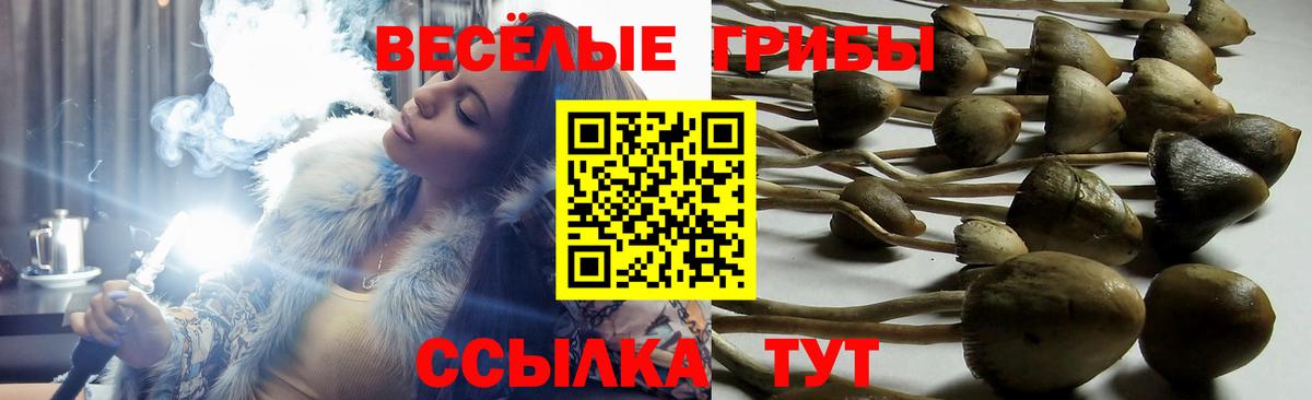 Галлюциногенные грибы прущие грибы  Галлюциногенные грибы мицелий  Новоалександровск  Вход с VPN 
